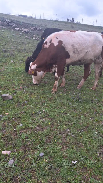 Yamaç yolundan inen bir inek