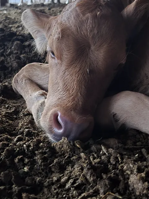 Samanın üstünde dinlenen genç buzağı