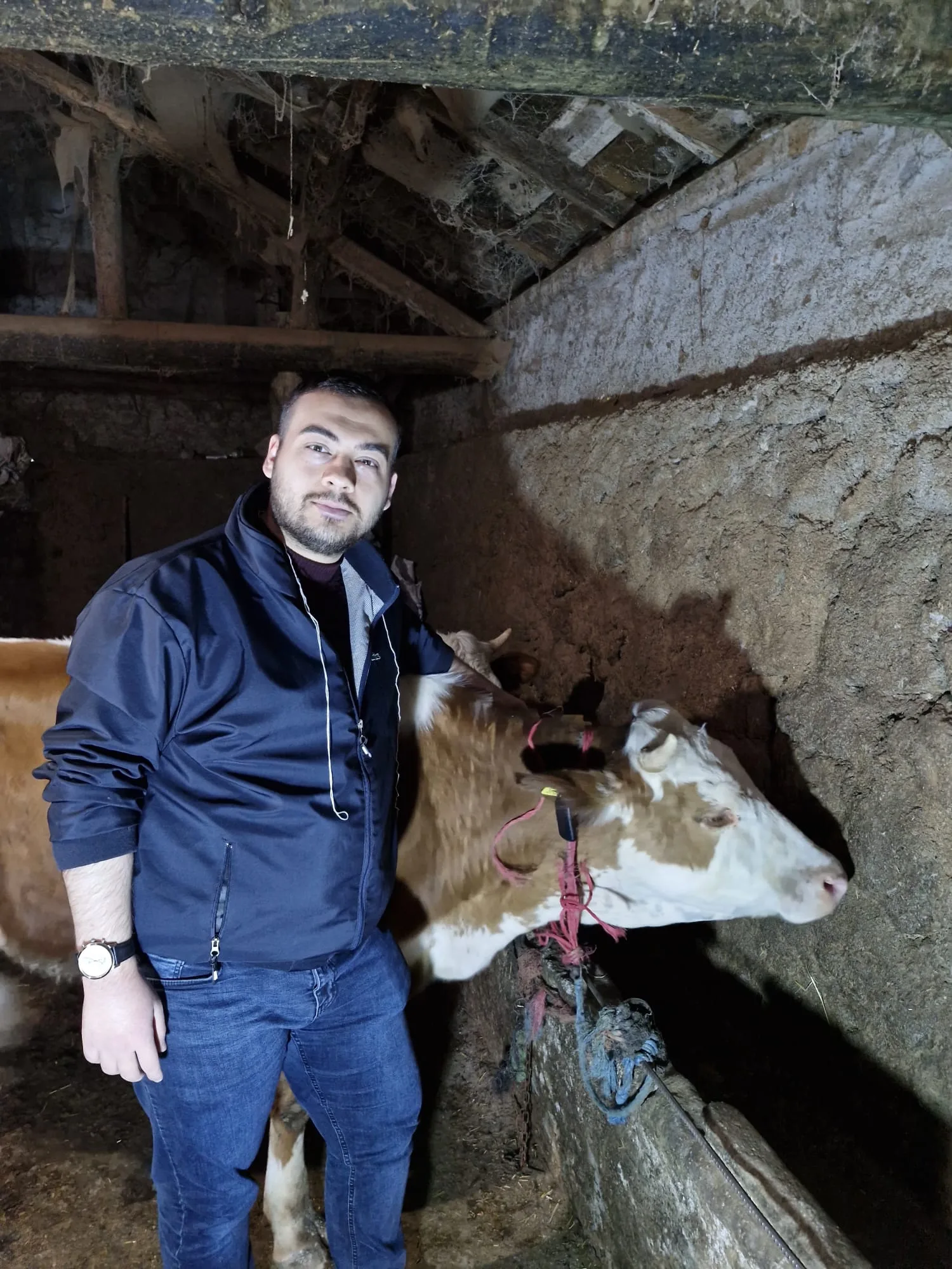 Can Zeytünlü, ahırda bir ineğin yanında