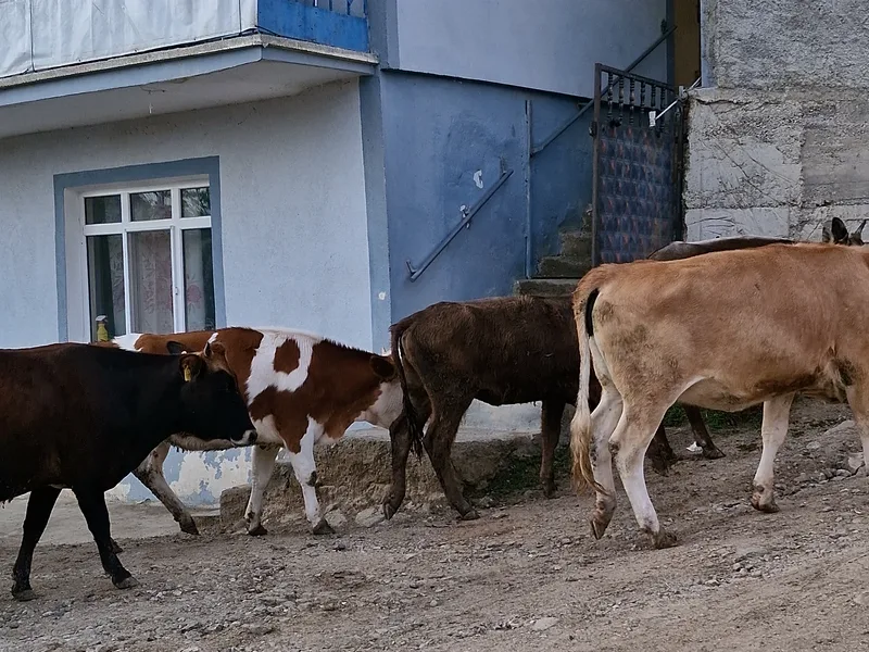 Köy yolunda meraya çıkan sürü