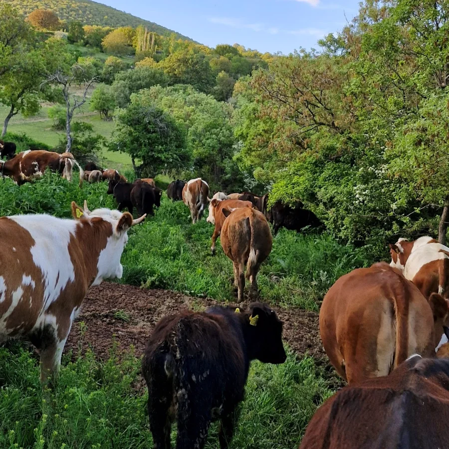 Yeşilliklerin arasından geçen alaca ve kara danalar
